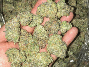 Girl Scout Cookies Strain