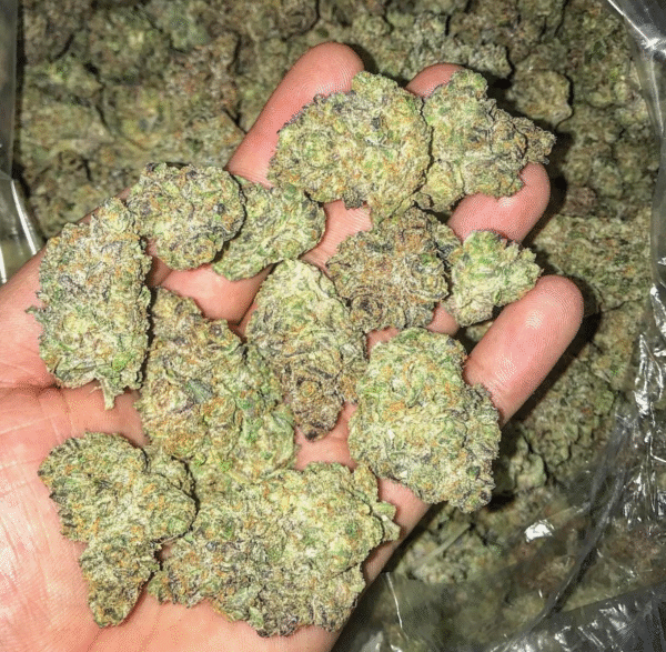 Girl Scout Cookies Strain