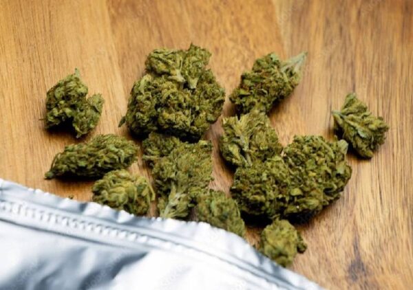 Cannatonic Cannabis Strain: The Ultimate High-CBD Hybrid for Therapeutic Relief