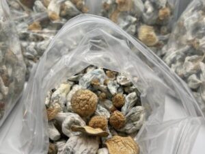 PREMIUM GOLDEN TEACHER MUSHROOMS