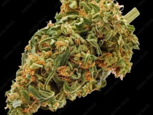 Pineapple Express Cannabis Strain – Premium Sativa-Dominant Hybrid
