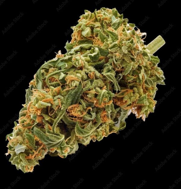 Pineapple Express Cannabis Strain – Premium Sativa-Dominant Hybrid