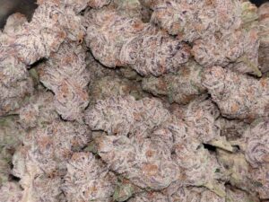 Blue Zkittlez Strain