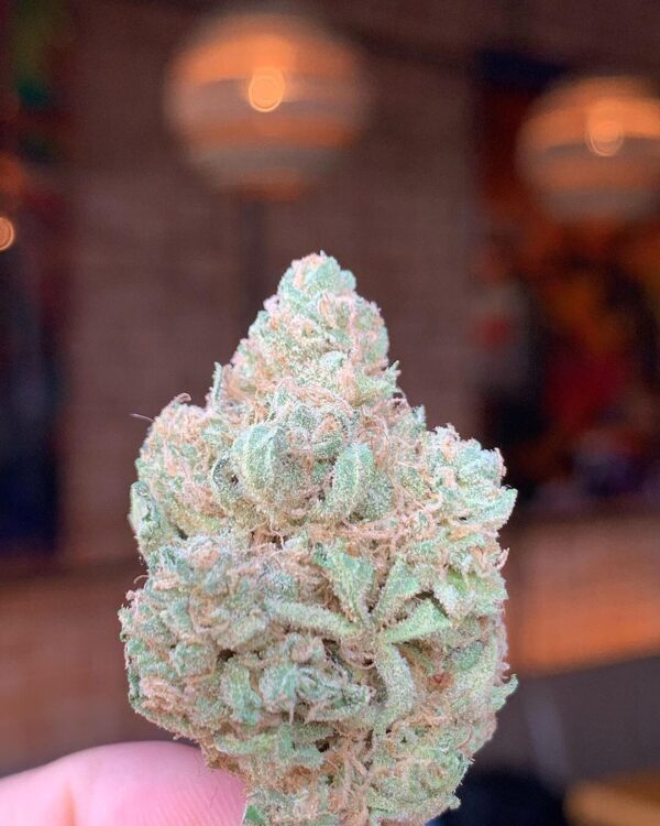 Cannalope Haze Strain