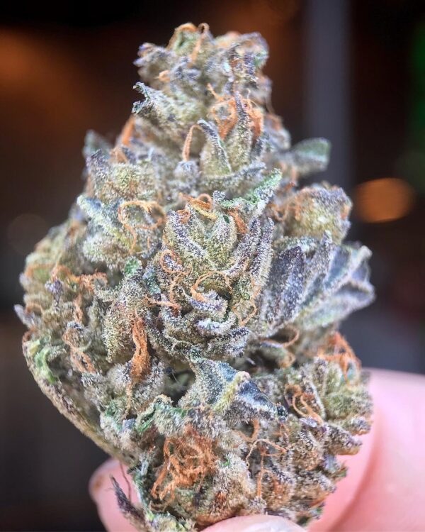 Mr Nice Guy Cannabis Strain