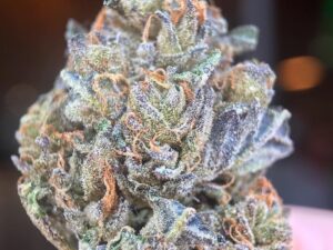 Blue Cheese Strain