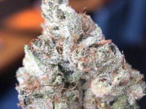 9LB Hammer Cannabis Strain
