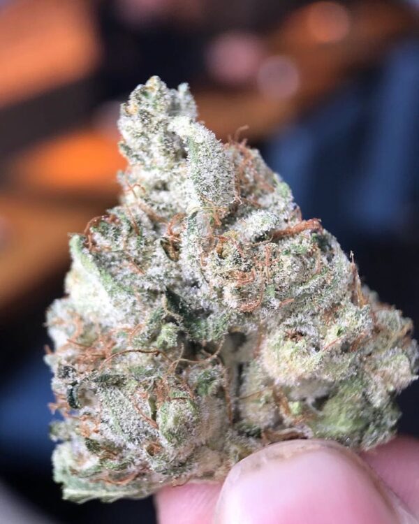 9LB Hammer Cannabis Strain