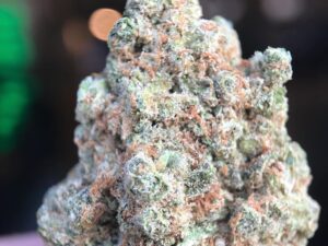 Master Kush Strain