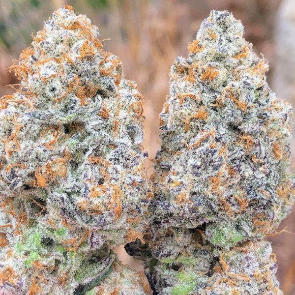 Raspberry Kush Cannabis Strain