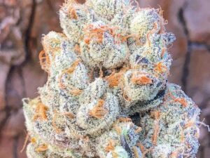 Berry White Strain