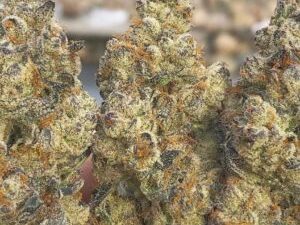 Head Cheese Strain