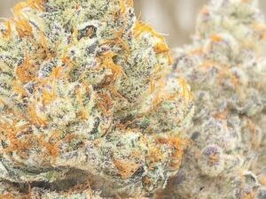 Gucci OG Strain