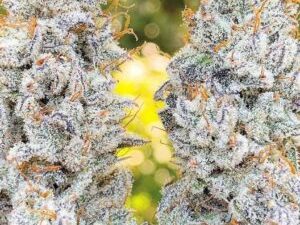 Quantum Kush