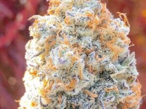 Crystal Coma Strain