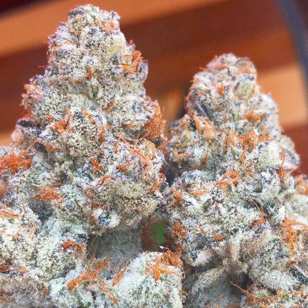 Dutch Treat Strain