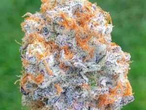 Jedi Kush Strain