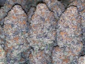 Bruce Banner Weed Strain