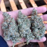 Ether Strain For Sale