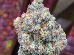Apple Fritter Strain