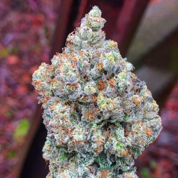 Apple Fritter Strain